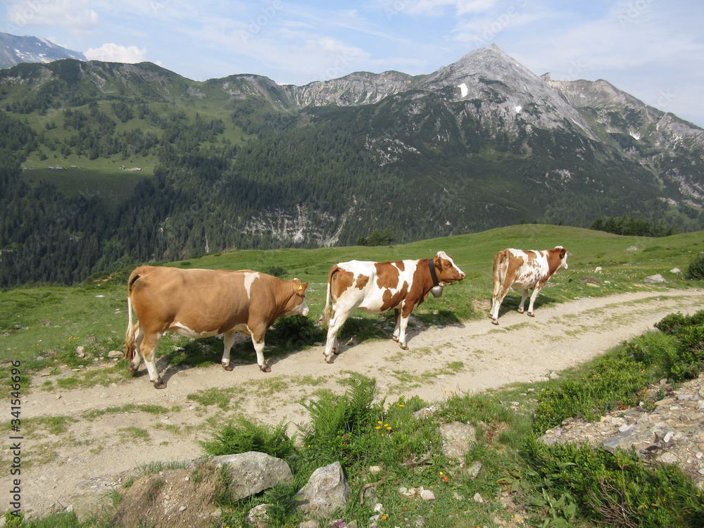 Cows in Alps