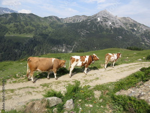 Cows in Alps © MarNay2020