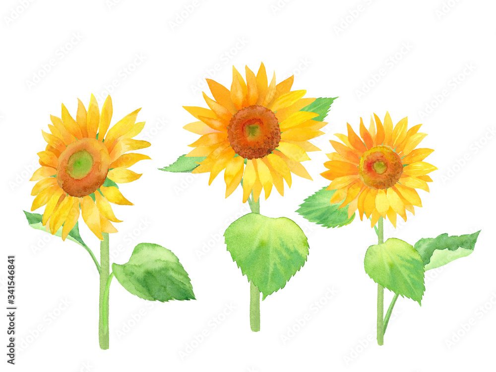 Obraz premium 夏の花：ひまわり水彩イラスト。トレースベクター。