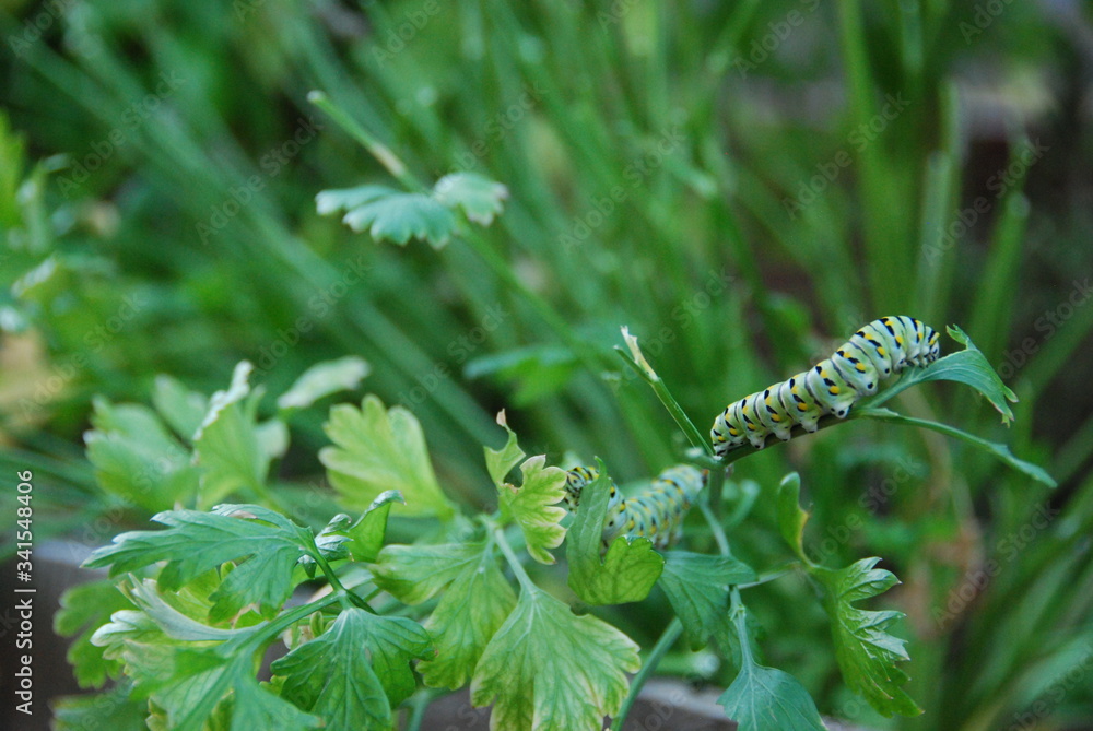 Caterpillar on parsley plant