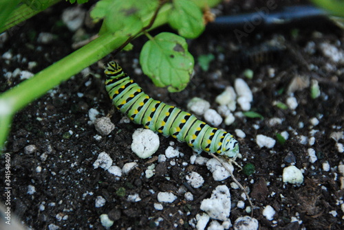 Caterpillar reaching for a stem