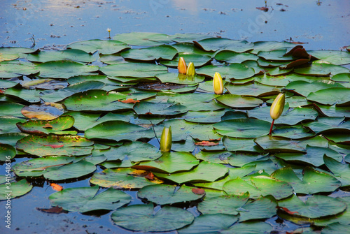 Bright green lilypads on the water with flowers