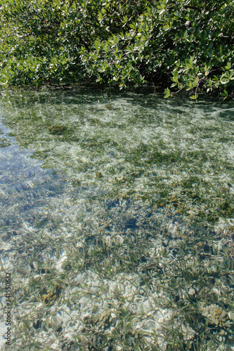 Caribbean transparent water and mangroves on top of the ocean during a summer day  (ID: 341550632)