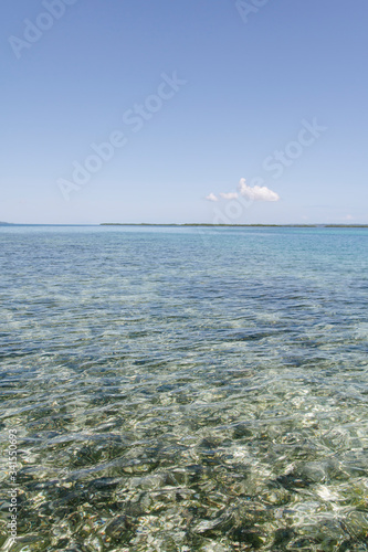 Caribbean transparent water and mangroves on top of the ocean during a summer day  (ID: 341550693)
