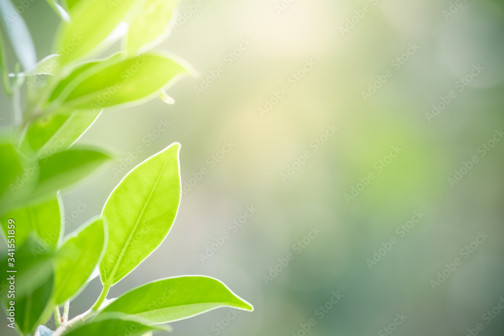 Amazing nature view of green leaf on blurred greenery background in garden and sunlight with copy space using as background natural green plants landscape, ecology, fresh wallpaper concept. Amazing nature view of green leaf on blurred greenery background in garden and sunlight with copy space using as background natural green plants landscape, ecology, fresh wallpaper concept.