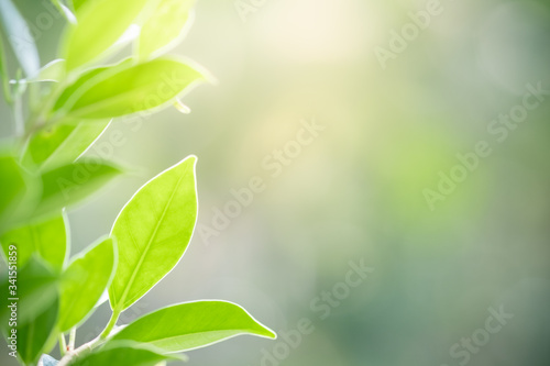 Amazing nature view of green leaf on blurred greenery background in garden and sunlight with copy space using as background natural green plants landscape  ecology  fresh wallpaper concept.