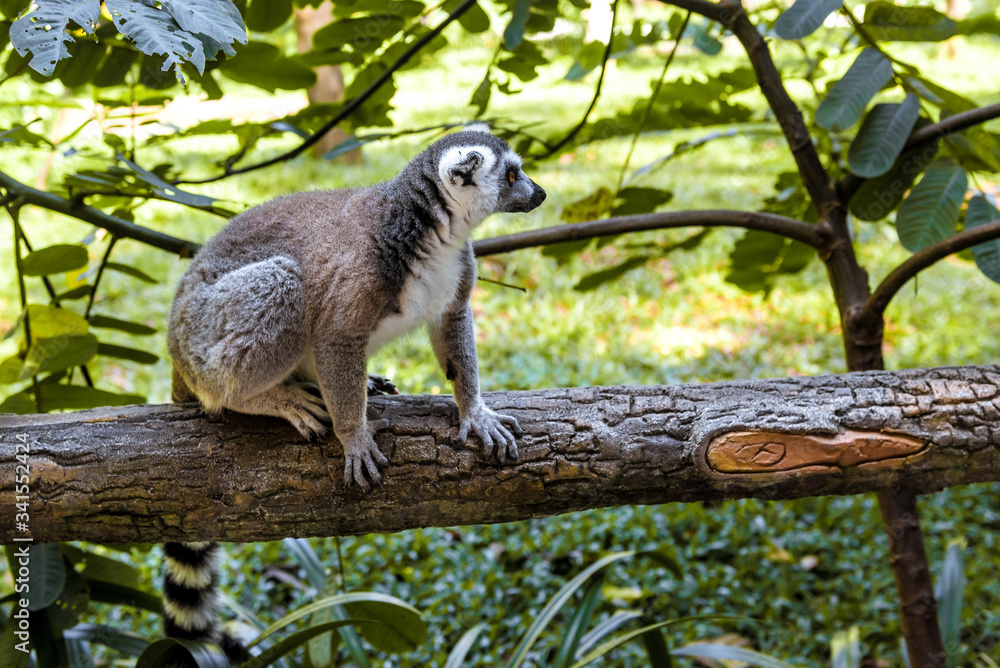 Fototapeta premium Little funny lemurs play on the branches.