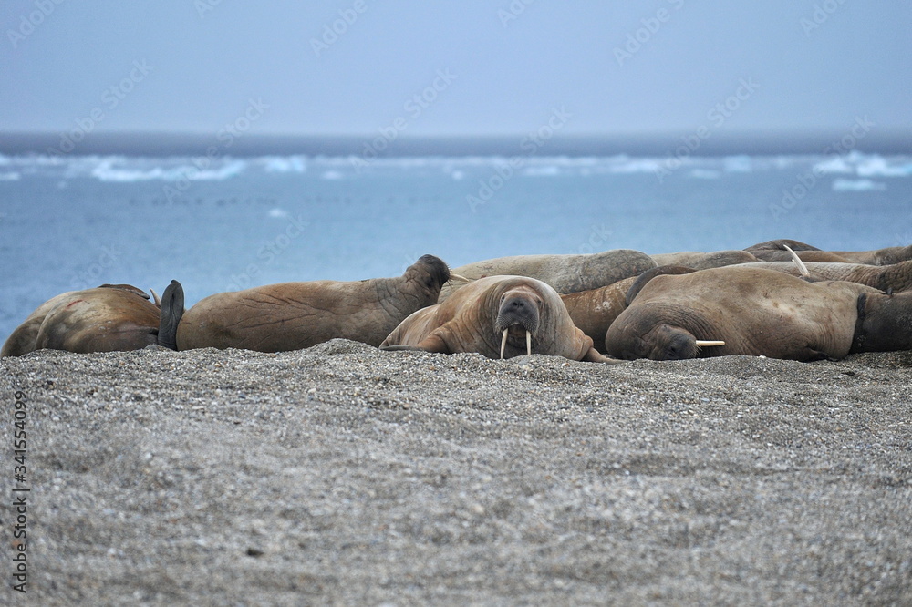 Fototapeta premium Walrus rookery on the rocky shore of the Svalbard archipelago.