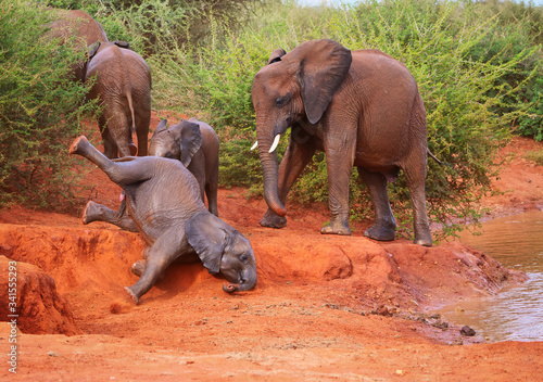 Photography Baby elephants playing by the waterhole