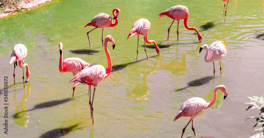 Obraz premium beautiful pink flamingos stand on the same foot.