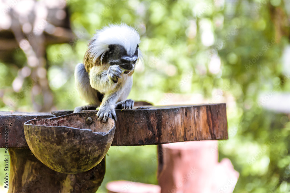 Fototapeta premium little funny monkeys eat on twigs.