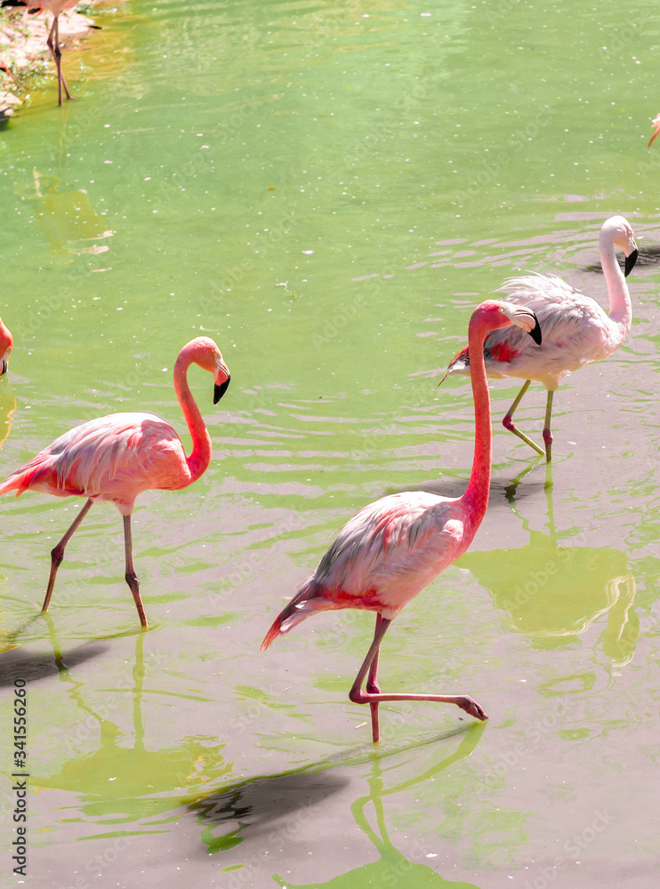 beautiful pink flamingos stand on the same foot.
