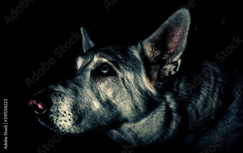 portrait of german shepherd