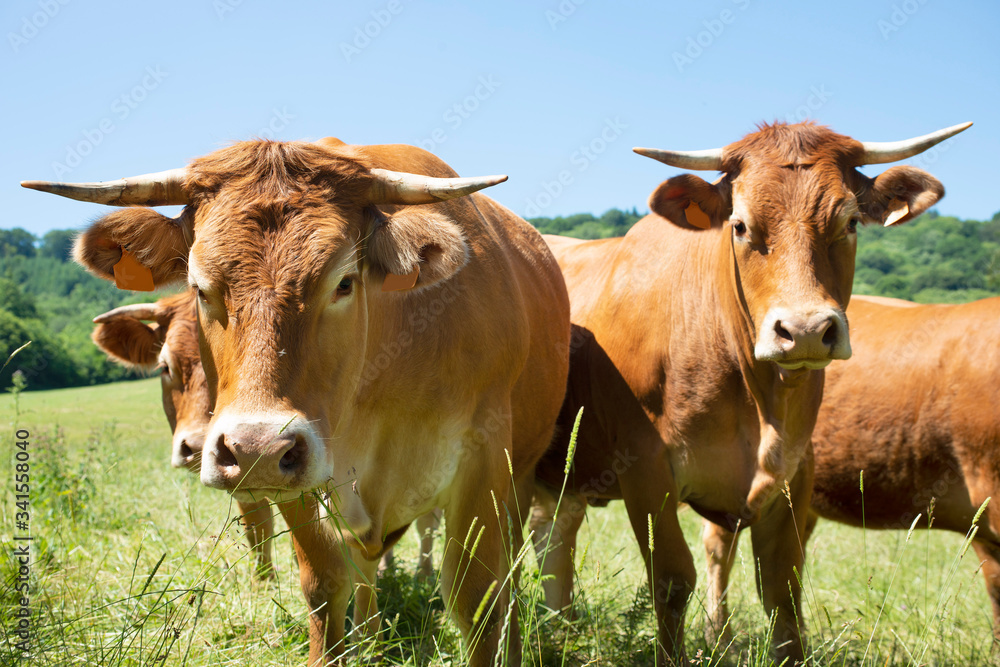 Aubrac cattle outdoors