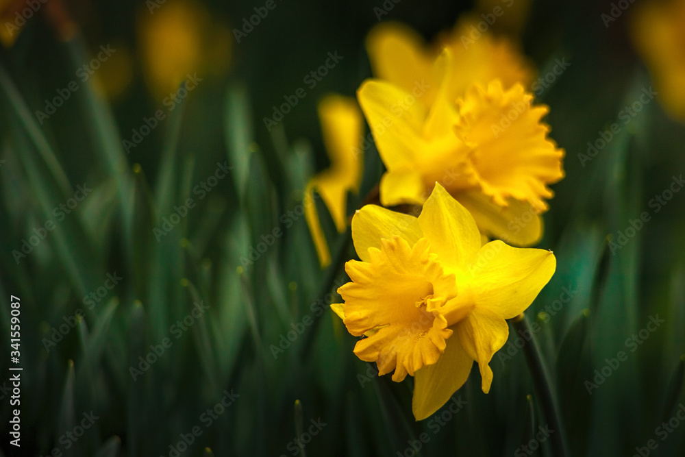 Obraz premium Daffodils in the spring