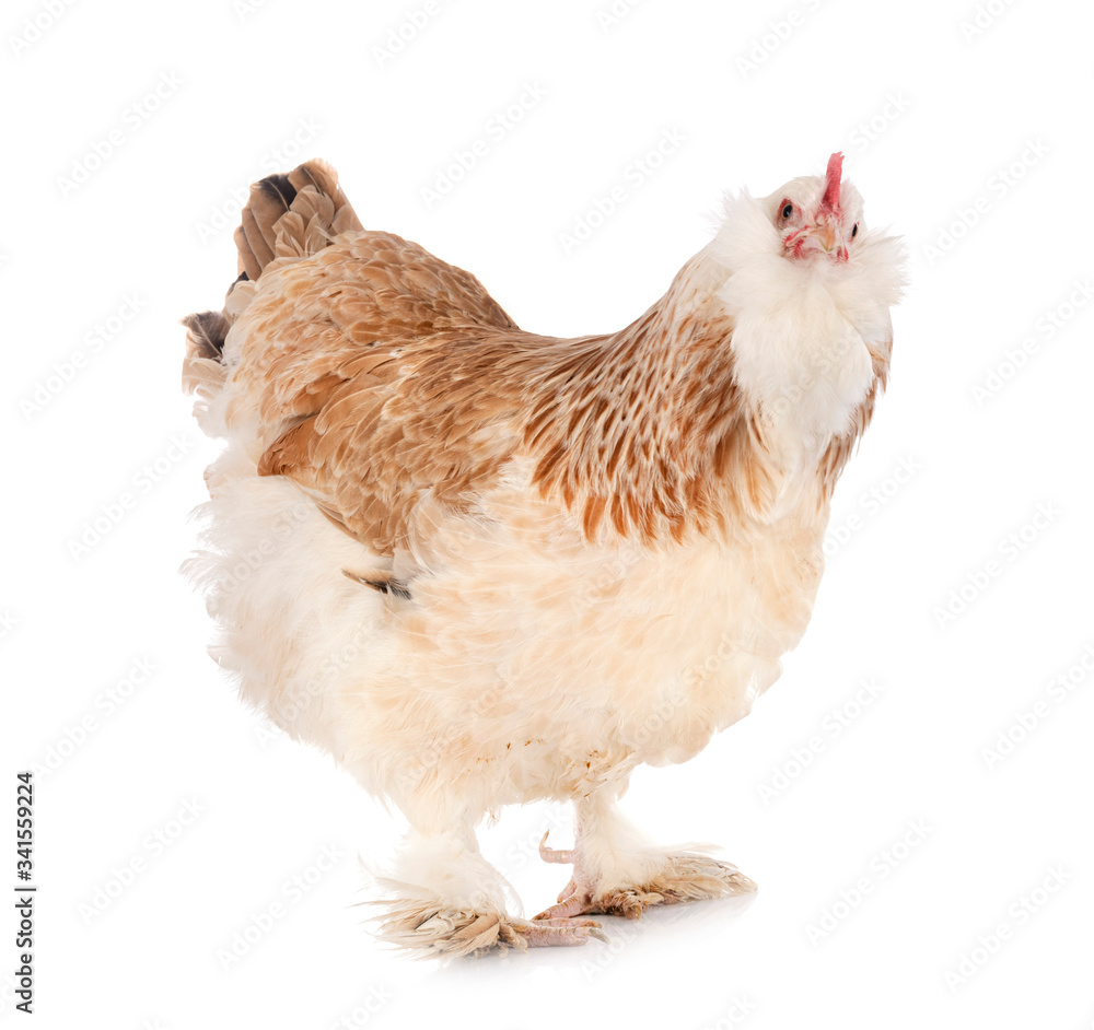 Fototapeta premium Faverolles chicken in studio