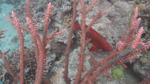 Red Bigeye fish hiding behind coral reef in tropical coral reef