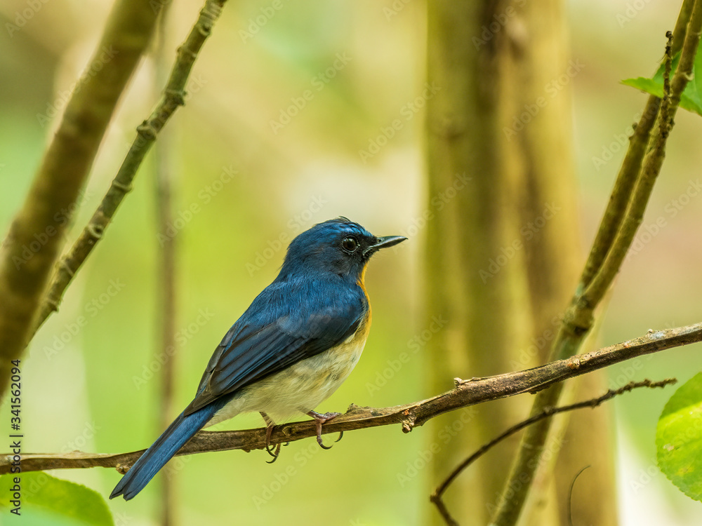 A male Indochinese Blue-flycatcher (Cyornis sumatrensis) its orange breast and blue feathers on the upperparts and the throat.