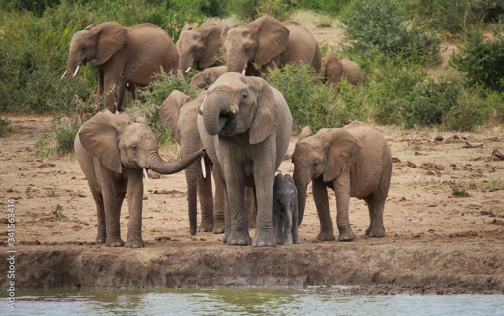 Fototapeta premium African elephant family gathered at the waterhole