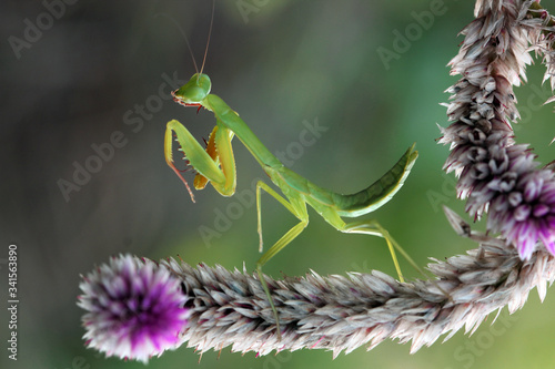 Foto praying mantis on a branch