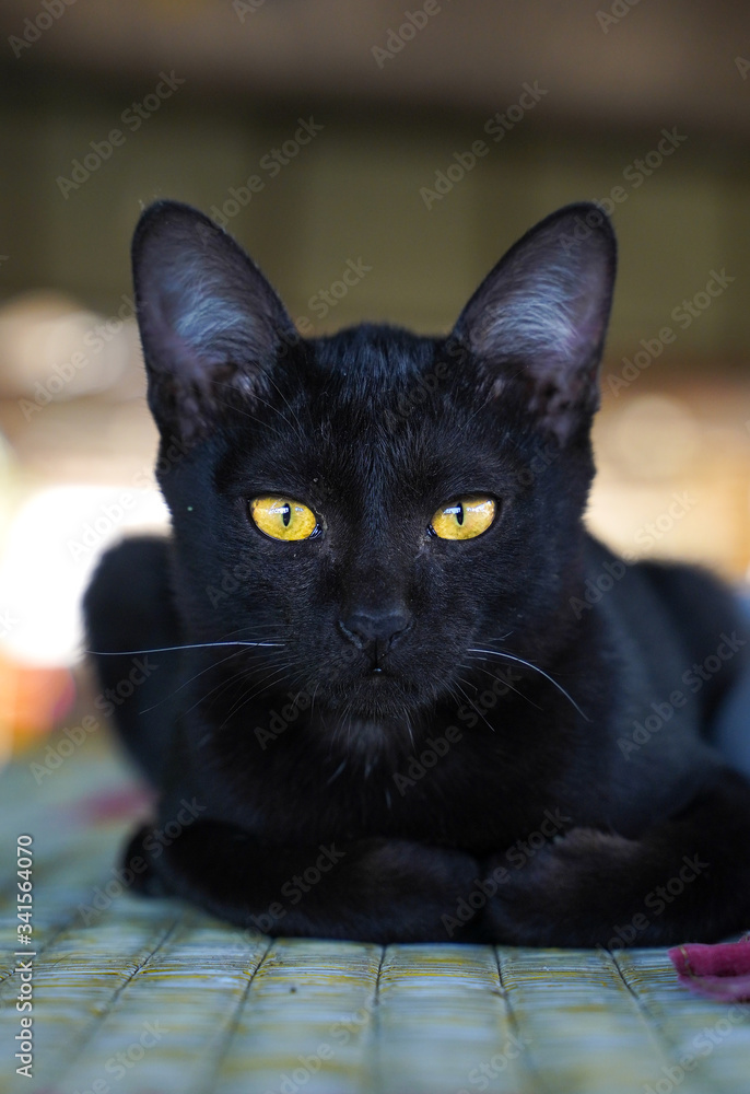 Naklejka premium Laos 4000 Islands Don Det