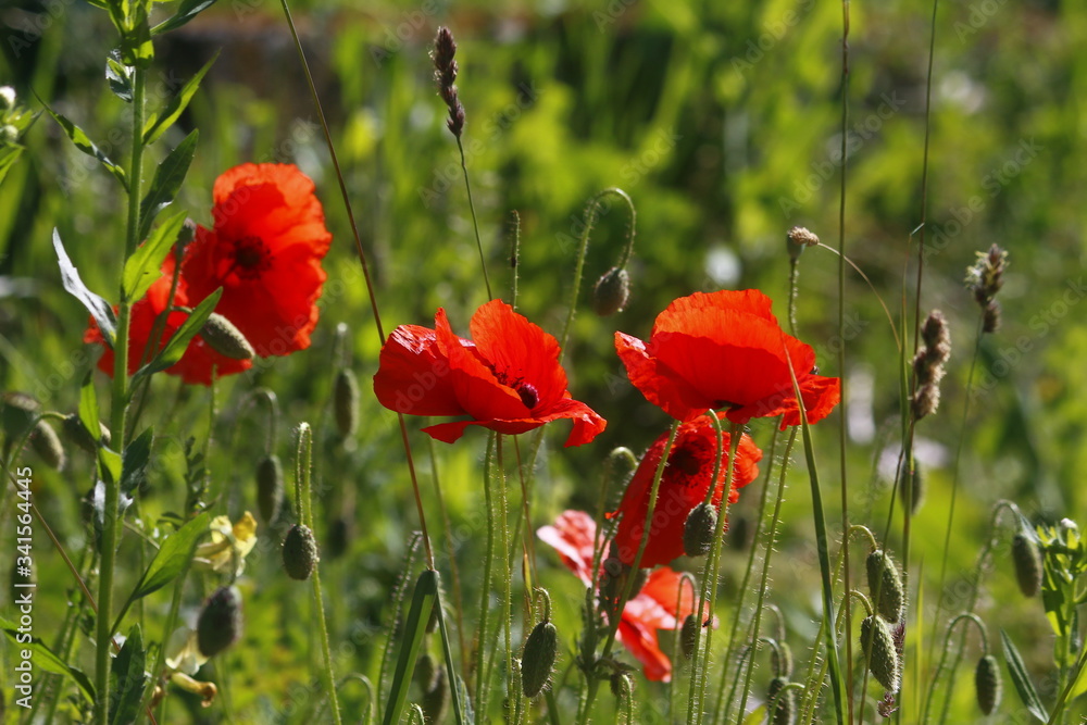 Obraz premium mak, kwiat, czerwień, charakter, pola, kwiat, zieleń, mak, lato, roślin, dzika, jardin, kwiat, flora, gras, jary, kwiat, beuty, makro, barwa, hayfield, piękne, naturalny, rolnictwa, mak