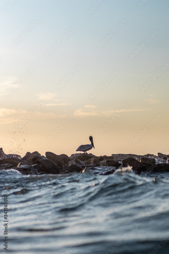 Parrot, ocean, sea, landscape, animal, wildlife, water Parrot, ocean, sea, landscape, animal, wildlife, water