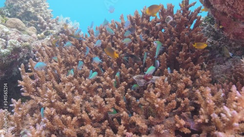 Small reef fish swarm among coral reef branches in clear blue tropical waters 
