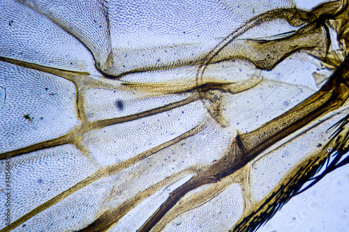 фотографія Microscopic image of housefly wing
