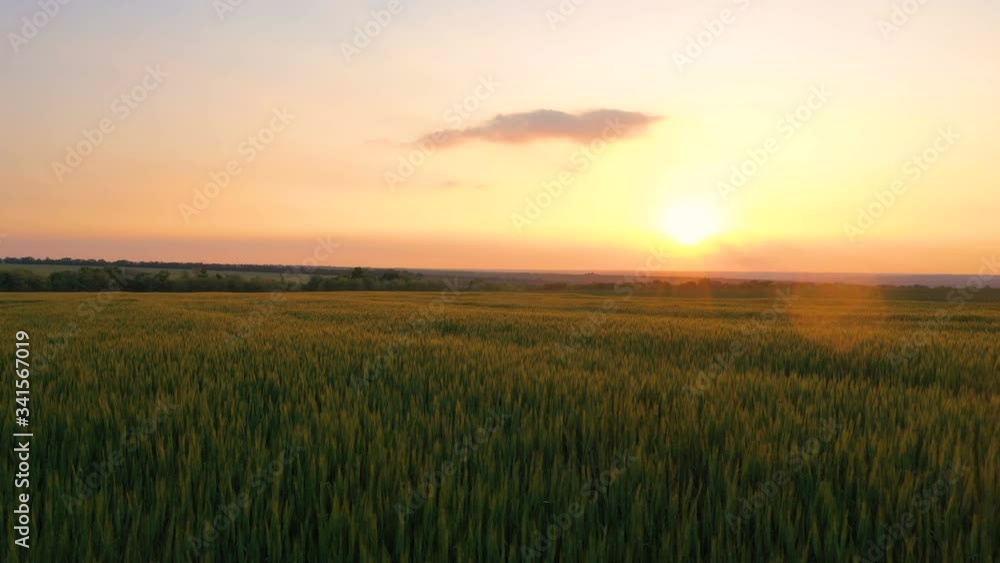 summer landscape with evening wheat field at the sunset time
summer landscape with evening wheat field at the sunset time