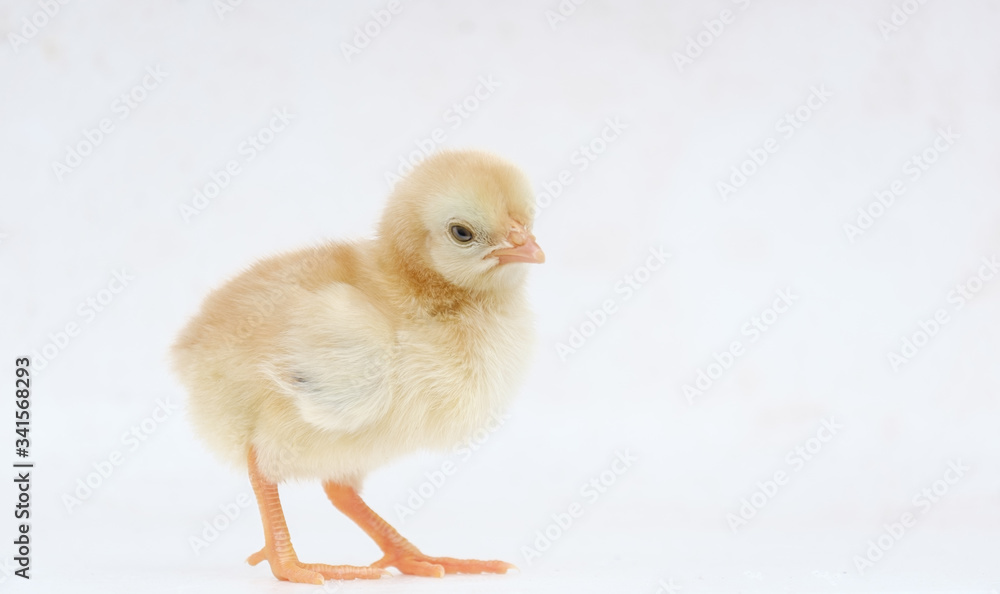 Little hen on background with copy space Little hen on background with copy space