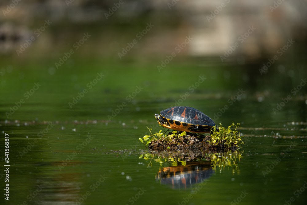 Pond slider resting and enjoying the sun Pond slider resting and enjoying the sun