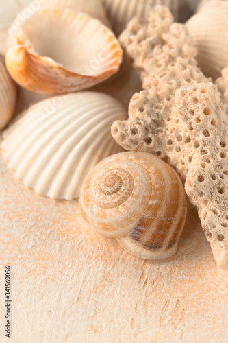 shells and corals close up