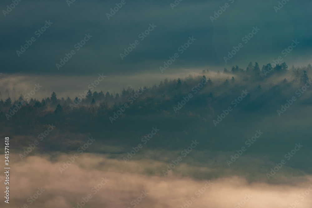 fog through the trees at sunrise