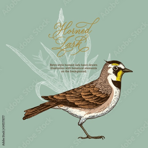 Retro style horned lark hand-drawn 
illustration with botanical elements 
on the background.