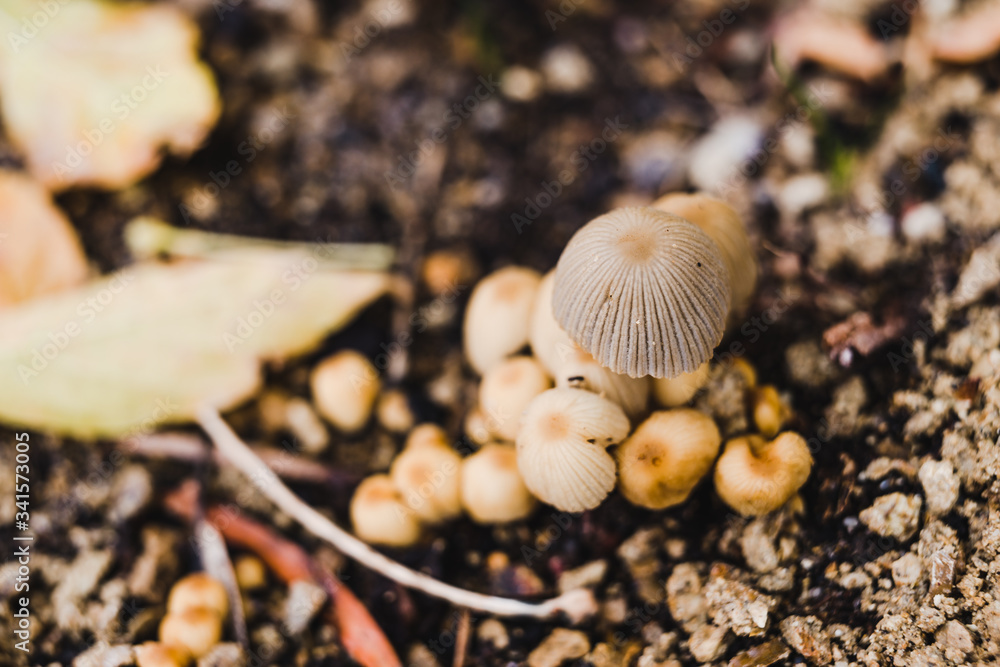 Fototapeta premium close-up of toadstool mushrooms outdoor in sunny backyard