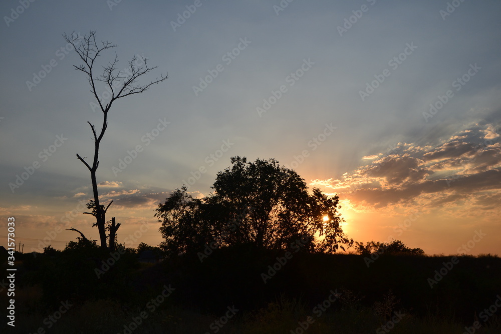 silhouette of dead and living tree in the field in background under sunset sky