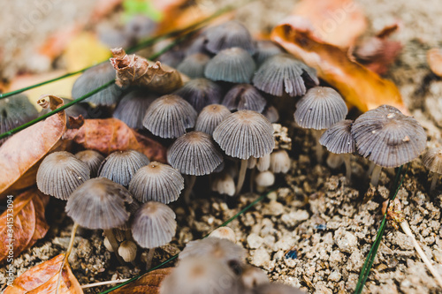 close-up of toadstool mushrooms outdoor in sunny backyard