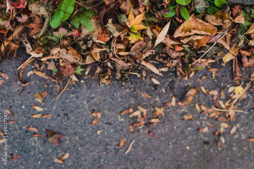 edge of fallen autumn leaves of multiple shapes and color on concrete background with copy space and focus on the leaves edge of fallen autumn leaves of multiple shapes and color on concrete background with copy space and focus on the leaves