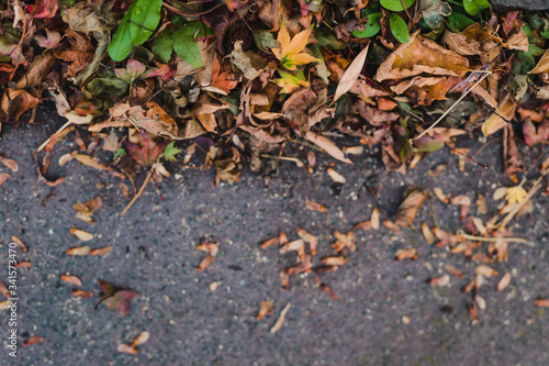 edge of fallen autumn leaves of multiple shapes and color on concrete background with copy space and focus on the leaves