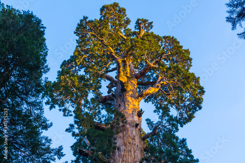 giant trees in sequoia   national park,california,usa.