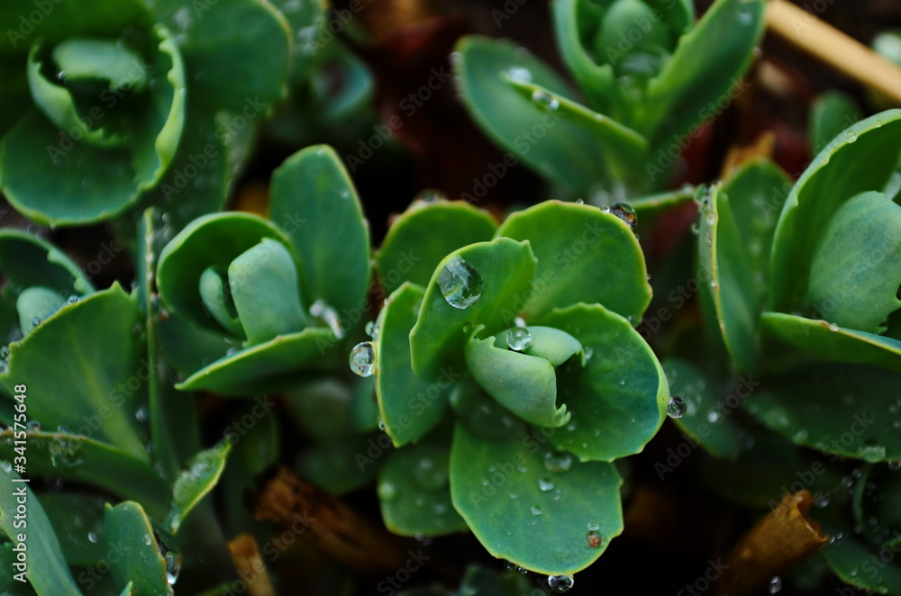 Young shoots of orpine (Sedum telephium, live forever, livelong, stonecrop) with water drops. Beautiful green plants wet after the rain. Nature background. Top view. Selective focus Young shoots of orpine (Sedum telephium, live forever, livelong, stonecrop) with water drops. Beautiful green plants wet after the rain. Nature background. Top view. Selective focus