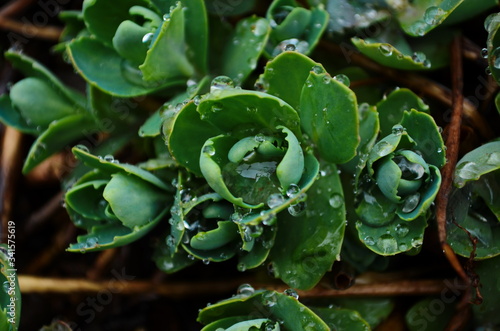 Young shoots of orpine (Sedum telephium, live forever, livelong, stonecrop) with water drops. Beautiful green plants wet after the rain. Nature background. Top view. Selective focus