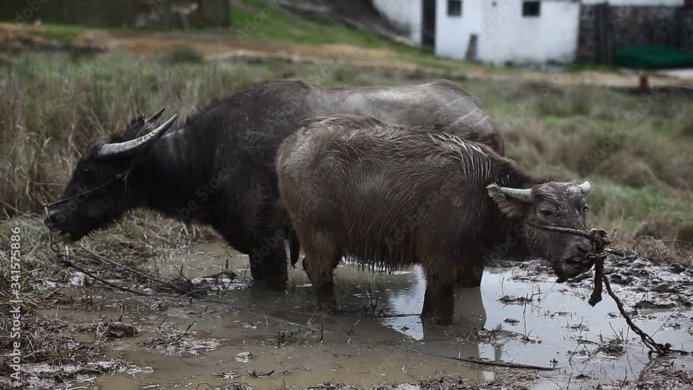 Asian buffalo