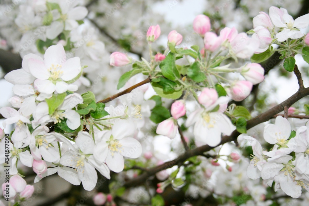 Tsuching apple orchard spring white flowers red flowers Tsuching apple orchard spring white flowers red flowers