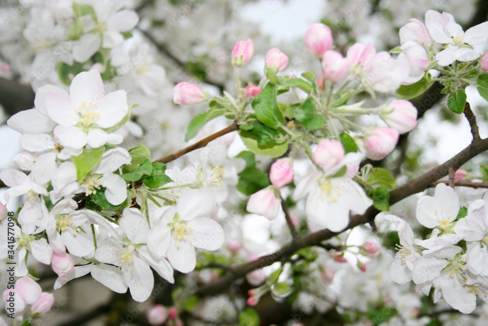 Tsuching apple orchard spring white flowers red flowers