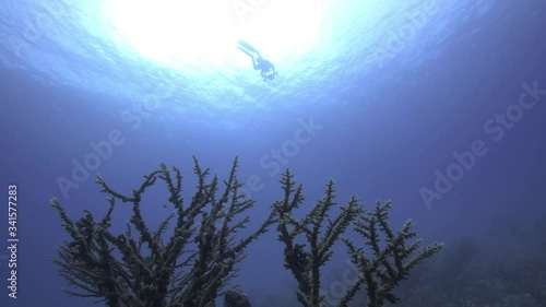 Diver at water surface filmed from ocean bottom in the tropical Pacific Ocean 