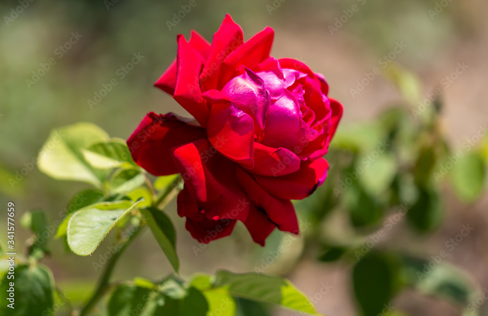 Beautiful red rose in the park Beautiful red rose in the park