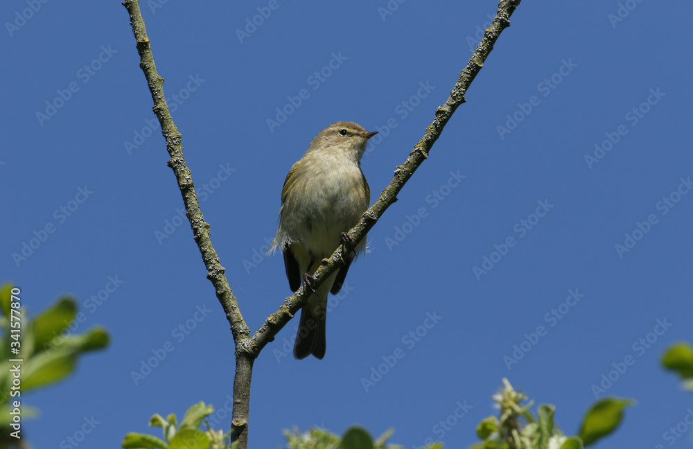 A pretty Chiffchaff, Phylloscopus collybita, perching on a branch of a tree in spring. A pretty Chiffchaff, Phylloscopus collybita, perching on a branch of a tree in spring.