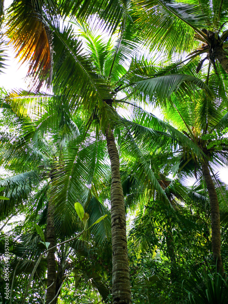 Fototapeta premium Large green branches on coconut trees in the park.